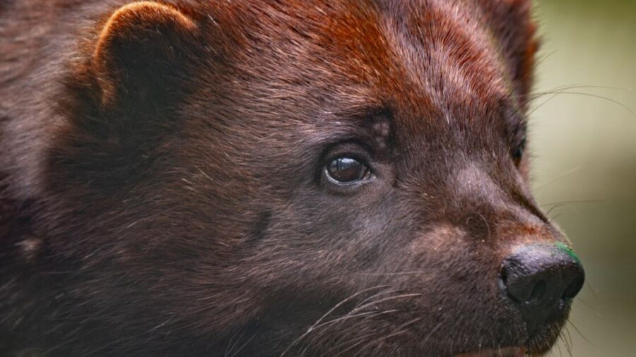 Marvel’s Wolverine: O Jogo que Decepcionou a Crítica da Insomniac